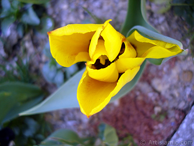 Yellow color Turkish-Ottoman Tulip photo. <i>(Family: Liliaceae, Species: Lilliopsida)</i> <br>Photo Date: April 2005, Location: Turkey/Istanbul, By: Artislamic.com