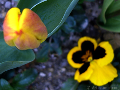 Yellow color Turkish-Ottoman Tulip photo. <i>(Family: Liliaceae, Species: Lilliopsida)</i> <br>Photo Date: April 2005, Location: Turkey/Istanbul, By: Artislamic.com