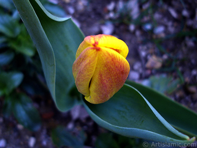 Yellow color Turkish-Ottoman Tulip photo. <i>(Family: Liliaceae, Species: Lilliopsida)</i> <br>Photo Date: April 2005, Location: Turkey/Istanbul, By: Artislamic.com