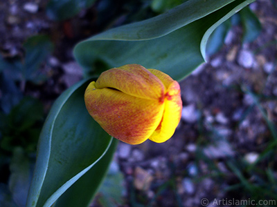 Yellow color Turkish-Ottoman Tulip photo. <i>(Family: Liliaceae, Species: Lilliopsida)</i> <br>Photo Date: April 2005, Location: Turkey/Istanbul, By: Artislamic.com