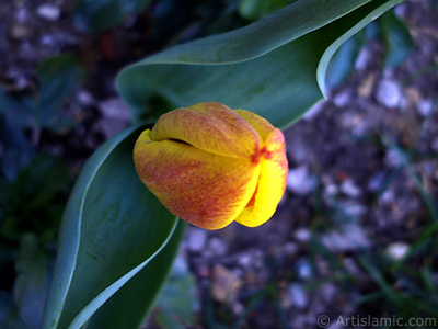 Sar renkli Trk-Osmanl Lalesi resmi. <i>(Ailesi: Liliaceae, Tr: Lilliopsida)</i> <br>ekim Tarihi: Nisan 2005, Yer: stanbul, Fotoraf: islamiSanat.net