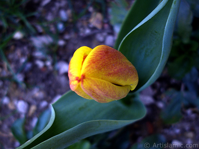 Sar renkli Trk-Osmanl Lalesi resmi. <i>(Ailesi: Liliaceae, Tr: Lilliopsida)</i> <br>ekim Tarihi: Nisan 2005, Yer: stanbul, Fotoraf: islamiSanat.net