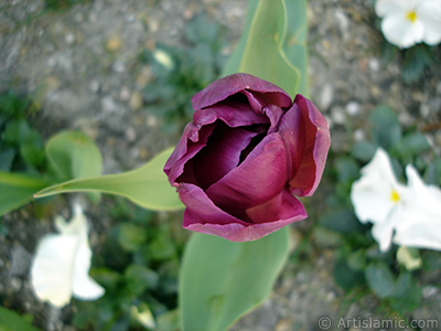 Purple color Turkish-Ottoman Tulip photo. <i>(Family: Liliaceae, Species: Lilliopsida)</i> <br>Photo Date: April 2005, Location: Turkey/Istanbul, By: Artislamic.com