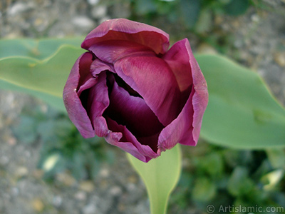 Purple color Turkish-Ottoman Tulip photo. <i>(Family: Liliaceae, Species: Lilliopsida)</i> <br>Photo Date: April 2005, Location: Turkey/Istanbul, By: Artislamic.com