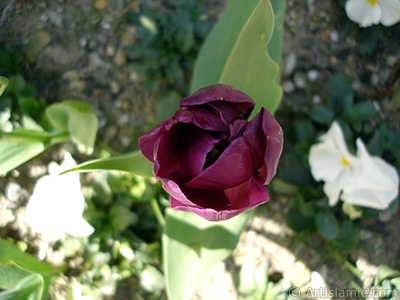 Purple color Turkish-Ottoman Tulip photo. <i>(Family: Liliaceae, Species: Lilliopsida)</i> <br>Photo Date: April 2005, Location: Turkey/Istanbul, By: Artislamic.com