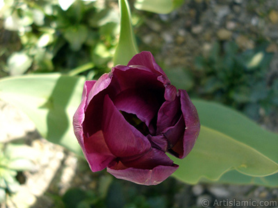 Purple color Turkish-Ottoman Tulip photo. <i>(Family: Liliaceae, Species: Lilliopsida)</i> <br>Photo Date: April 2005, Location: Turkey/Istanbul, By: Artislamic.com