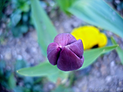 Mor renkli Trk-Osmanl Lalesi resmi. <i>(Ailesi: Liliaceae, Tr: Lilliopsida)</i> <br>ekim Tarihi: Nisan 2005, Yer: stanbul, Fotoraf: islamiSanat.net