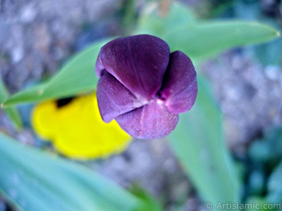 Purple color Turkish-Ottoman Tulip photo. <i>(Family: Liliaceae, Species: Lilliopsida)</i> <br>Photo Date: April 2005, Location: Turkey/Istanbul, By: Artislamic.com