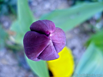 Purple color Turkish-Ottoman Tulip photo. <i>(Family: Liliaceae, Species: Lilliopsida)</i> <br>Photo Date: April 2005, Location: Turkey/Istanbul, By: Artislamic.com