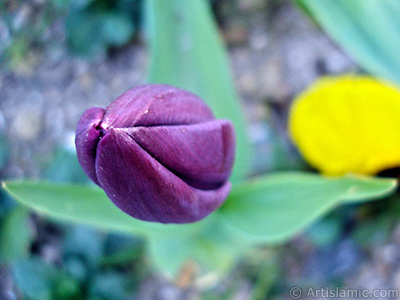 Purple color Turkish-Ottoman Tulip photo. <i>(Family: Liliaceae, Species: Lilliopsida)</i> <br>Photo Date: April 2005, Location: Turkey/Istanbul, By: Artislamic.com