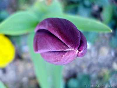 Purple color Turkish-Ottoman Tulip photo. <i>(Family: Liliaceae, Species: Lilliopsida)</i> <br>Photo Date: April 2005, Location: Turkey/Istanbul, By: Artislamic.com