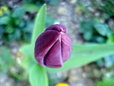 Mor renkli Trk-Osmanl Lalesi resmi. <i>(Ailesi: Liliaceae, Tr: Lilliopsida)</i> <br>ekim Tarihi: Nisan 2005, Yer: stanbul, Fotoraf: islamiSanat.net