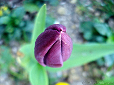 Purple color Turkish-Ottoman Tulip photo. <i>(Family: Liliaceae, Species: Lilliopsida)</i> <br>Photo Date: April 2005, Location: Turkey/Istanbul, By: Artislamic.com