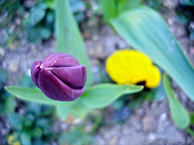 Mor renkli Trk-Osmanl Lalesi resmi. <i>(Ailesi: Liliaceae, Tr: Lilliopsida)</i> <br>ekim Tarihi: Nisan 2005, Yer: stanbul, Fotoraf: islamiSanat.net