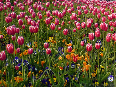 Turkish-Ottoman Tulips. <i>(Family: Liliaceae, Species: Lilliopsida)</i> <br>Photo Date: April 2008, Location: Turkey/Istanbul, By: Artislamic.com