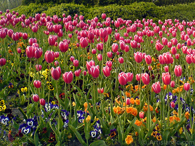 Turkish-Ottoman Tulips. <i>(Family: Liliaceae, Species: Lilliopsida)</i> <br>Photo Date: April 2008, Location: Turkey/Istanbul, By: Artislamic.com