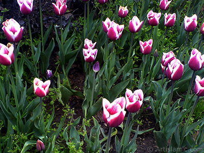 Turkish-Ottoman Tulips. <i>(Family: Liliaceae, Species: Lilliopsida)</i> <br>Photo Date: March 2008, Location: Turkey/Istanbul, By: Artislamic.com