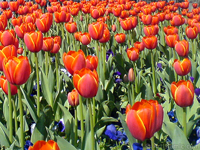 Turkish-Ottoman Tulips. <i>(Family: Liliaceae, Species: Lilliopsida)</i> <br>Photo Date: March 2008, Location: Turkey/Istanbul, By: Artislamic.com
