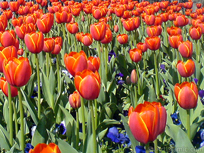 Turkish-Ottoman Tulips. <i>(Family: Liliaceae, Species: Lilliopsida)</i> <br>Photo Date: March 2008, Location: Turkey/Istanbul, By: Artislamic.com