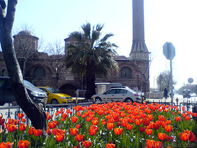 Turkish-Ottoman Tulips. <i>(Family: Liliaceae, Species: Lilliopsida)</i> <br>Photo Date: March 2008, Location: Turkey/Istanbul, By: Artislamic.com