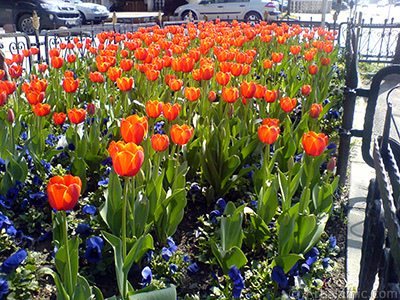 Turkish-Ottoman Tulips. <i>(Family: Liliaceae, Species: Lilliopsida)</i> <br>Photo Date: March 2008, Location: Turkey/Istanbul, By: Artislamic.com