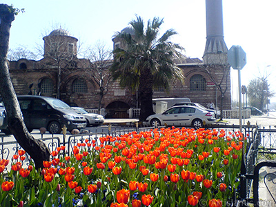 Turkish-Ottoman Tulips. <i>(Family: Liliaceae, Species: Lilliopsida)</i> <br>Photo Date: March 2008, Location: Turkey/Istanbul, By: Artislamic.com