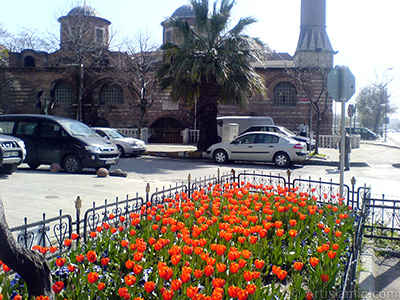 Turkish-Ottoman Tulips. <i>(Family: Liliaceae, Species: Lilliopsida)</i> <br>Photo Date: March 2008, Location: Turkey/Istanbul, By: Artislamic.com