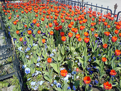 Turkish-Ottoman Tulips. <i>(Family: Liliaceae, Species: Lilliopsida)</i> <br>Photo Date: March 2008, Location: Turkey/Istanbul, By: Artislamic.com