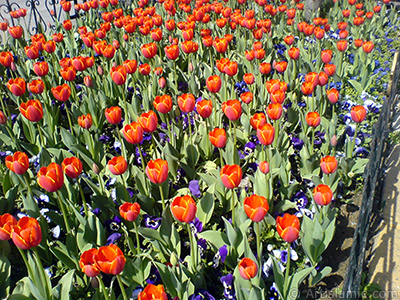 Turkish-Ottoman Tulips. <i>(Family: Liliaceae, Species: Lilliopsida)</i> <br>Photo Date: March 2008, Location: Turkey/Istanbul, By: Artislamic.com