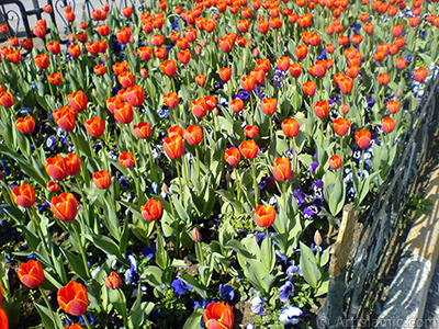 Turkish-Ottoman Tulips. <i>(Family: Liliaceae, Species: Lilliopsida)</i> <br>Photo Date: March 2008, Location: Turkey/Istanbul, By: Artislamic.com