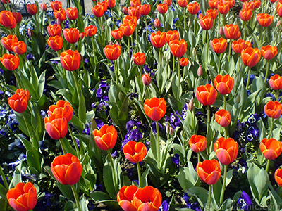 Turkish-Ottoman Tulips. <i>(Family: Liliaceae, Species: Lilliopsida)</i> <br>Photo Date: March 2008, Location: Turkey/Istanbul, By: Artislamic.com