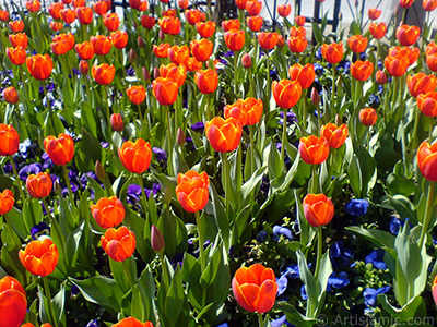 Turkish-Ottoman Tulips. <i>(Family: Liliaceae, Species: Lilliopsida)</i> <br>Photo Date: March 2008, Location: Turkey/Istanbul, By: Artislamic.com