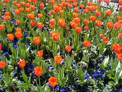 Turkish-Ottoman Tulips. <i>(Family: Liliaceae, Species: Lilliopsida)</i> <br>Photo Date: March 2008, Location: Turkey/Istanbul, By: Artislamic.com