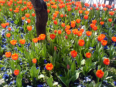 Turkish-Ottoman Tulips. <i>(Family: Liliaceae, Species: Lilliopsida)</i> <br>Photo Date: March 2008, Location: Turkey/Istanbul, By: Artislamic.com