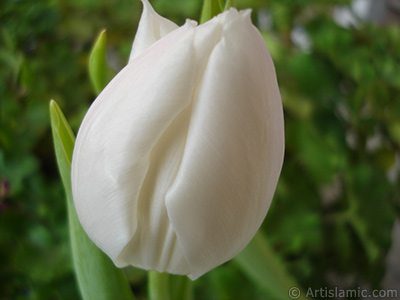 White color Turkish-Ottoman Tulip photo. <i>(Family: Liliaceae, Species: Lilliopsida)</i> <br>Photo Date: April 2011, Location: Turkey/Istanbul, By: Artislamic.com