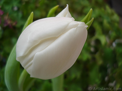 White color Turkish-Ottoman Tulip photo. <i>(Family: Liliaceae, Species: Lilliopsida)</i> <br>Photo Date: April 2011, Location: Turkey/Istanbul, By: Artislamic.com