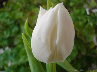 White color Turkish-Ottoman Tulip photo. <i>(Family: Liliaceae, Species: Lilliopsida)</i> <br>Photo Date: April 2011, Location: Turkey/Istanbul, By: Artislamic.com