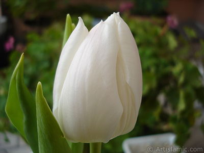 White color Turkish-Ottoman Tulip photo. <i>(Family: Liliaceae, Species: Lilliopsida)</i> <br>Photo Date: April 2011, Location: Turkey/Istanbul, By: Artislamic.com