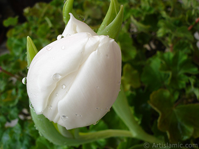 White color Turkish-Ottoman Tulip photo. <i>(Family: Liliaceae, Species: Lilliopsida)</i> <br>Photo Date: April 2011, Location: Turkey/Istanbul, By: Artislamic.com