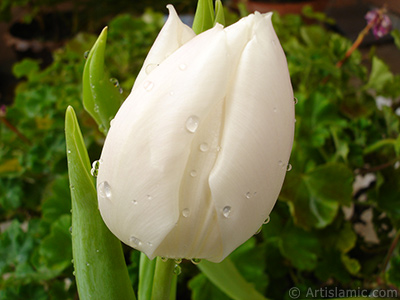 White color Turkish-Ottoman Tulip photo. <i>(Family: Liliaceae, Species: Lilliopsida)</i> <br>Photo Date: April 2011, Location: Turkey/Istanbul, By: Artislamic.com