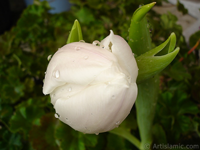 Beyaz renkli Trk-Osmanl Lalesi resmi. <i>(Ailesi: Liliaceae, Tr: Lilliopsida)</i> <br>ekim Tarihi: Nisan 2011, Yer: stanbul, Fotoraf: islamiSanat.net