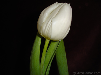 White color Turkish-Ottoman Tulip photo. <i>(Family: Liliaceae, Species: Lilliopsida)</i> <br>Photo Date: April 2011, Location: Turkey/Istanbul, By: Artislamic.com