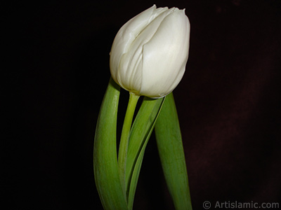 White color Turkish-Ottoman Tulip photo. <i>(Family: Liliaceae, Species: Lilliopsida)</i> <br>Photo Date: April 2011, Location: Turkey/Istanbul, By: Artislamic.com