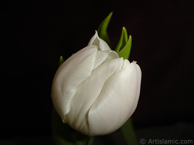 White color Turkish-Ottoman Tulip photo. <i>(Family: Liliaceae, Species: Lilliopsida)</i> <br>Photo Date: April 2011, Location: Turkey/Istanbul, By: Artislamic.com