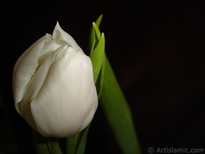 White color Turkish-Ottoman Tulip photo. <i>(Family: Liliaceae, Species: Lilliopsida)</i> <br>Photo Date: April 2011, Location: Turkey/Istanbul, By: Artislamic.com