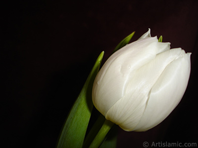 White color Turkish-Ottoman Tulip photo. <i>(Family: Liliaceae, Species: Lilliopsida)</i> <br>Photo Date: April 2011, Location: Turkey/Istanbul, By: Artislamic.com