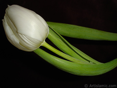 Beyaz renkli Trk-Osmanl Lalesi resmi. <i>(Ailesi: Liliaceae, Tr: Lilliopsida)</i> <br>ekim Tarihi: Nisan 2011, Yer: stanbul, Fotoraf: islamiSanat.net