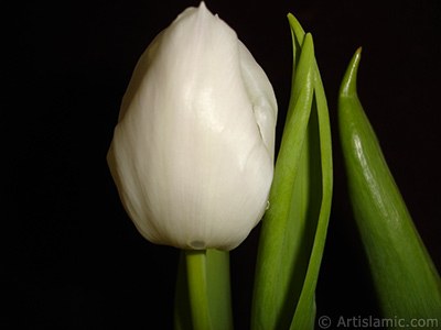 Beyaz renkli Trk-Osmanl Lalesi resmi. <i>(Ailesi: Liliaceae, Tr: Lilliopsida)</i> <br>ekim Tarihi: Nisan 2011, Yer: stanbul, Fotoraf: islamiSanat.net