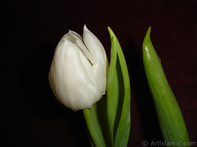 Beyaz renkli Trk-Osmanl Lalesi resmi. <i>(Ailesi: Liliaceae, Tr: Lilliopsida)</i> <br>ekim Tarihi: Nisan 2011, Yer: stanbul, Fotoraf: islamiSanat.net