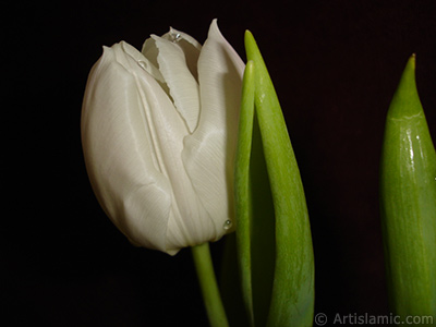 White color Turkish-Ottoman Tulip photo. <i>(Family: Liliaceae, Species: Lilliopsida)</i> <br>Photo Date: April 2011, Location: Turkey/Istanbul, By: Artislamic.com